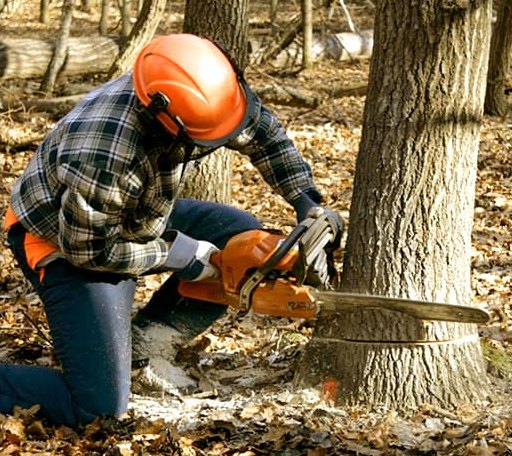 Tree Removal in Milford Square, PA